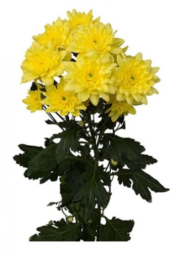 كريز(10 أغصان)YELLOW