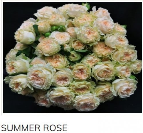 بيبي جوري(10 أغصان)-SUMMER ROSE