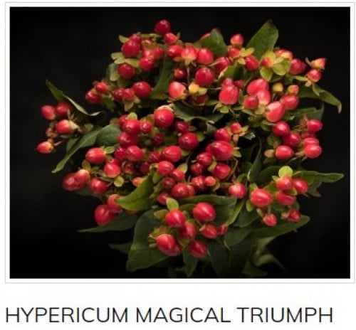 هايبر كوم(10 أغصان)Hypericum Red