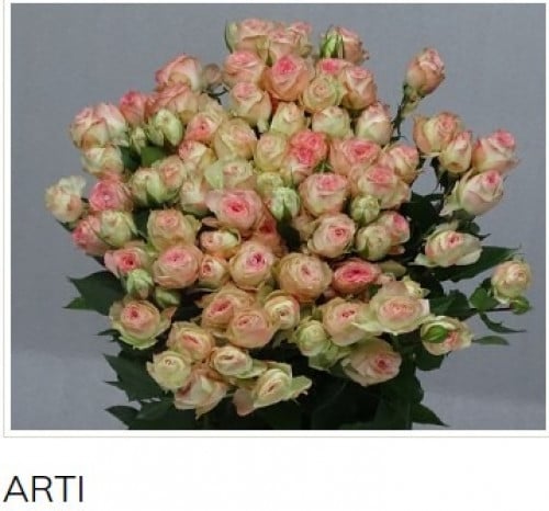 بيبي جوري(10 أغصان)-ARTI