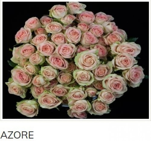 بيبي جوري(10 أغصان)-AZORE