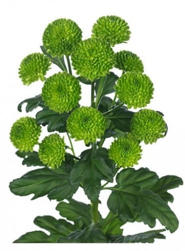 كريز(10 أغصان)GREEN