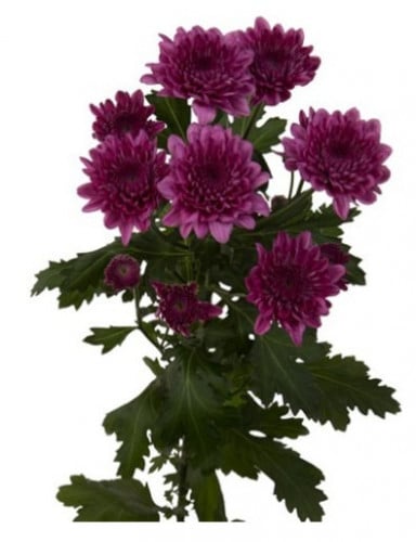 كريز(10 أغصان)MALIBU PURPLE