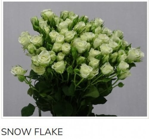 بيبي جوري(10 أغصان)-SNOW FLAKE