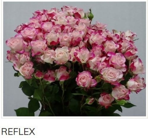 بيبي جوري(10 أغصان)-REFLEX