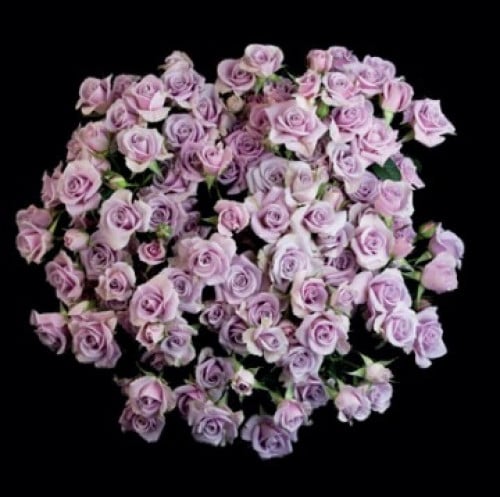 بيبي جوري-Silver Shadow