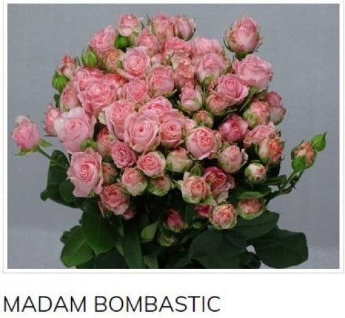 بيبي جوري(10 أغصان)-MADAM BOMBASTIC