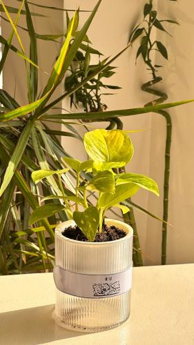 نبته  طبيعي بعبار للمعلم