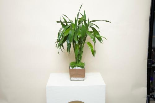 هدية بامبو للعيد