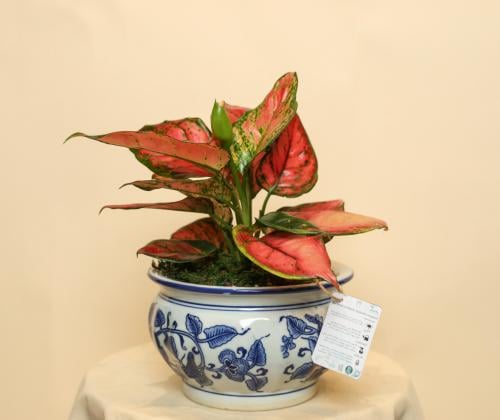 فلامنجو وردي