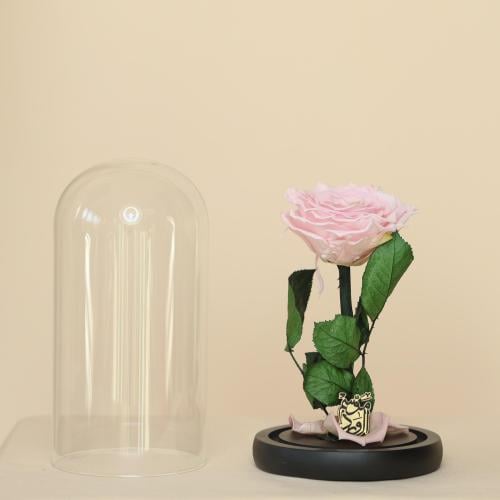 ورد دائم سنه