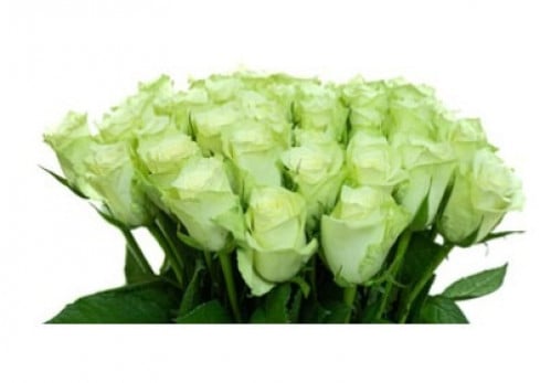 جوري(10 أغصان)-white