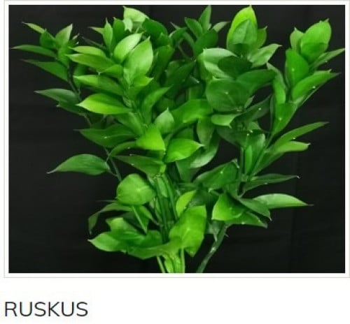 روز كوس(10أغصان)Ruscus