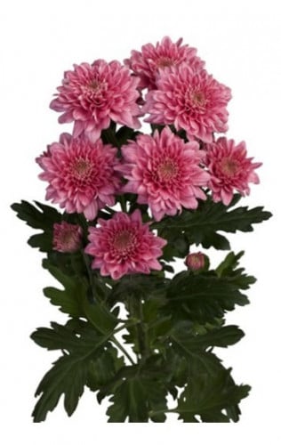 كريز(10 أغصان)JOURNEY PINK