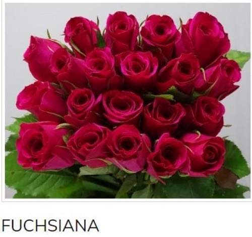 جوري (10 أغصان)-FUCHSIANA