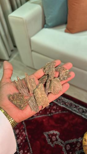 عود فتنامي مستزرع