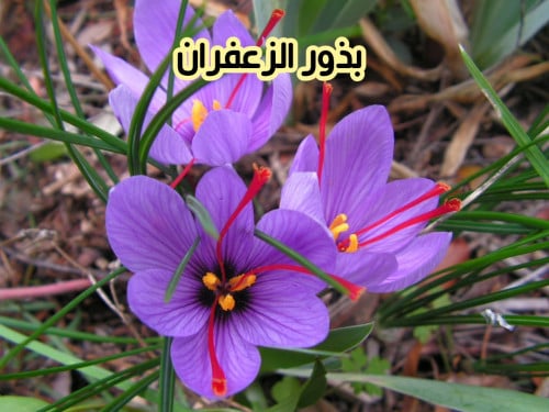 بذور الزعفران (بذرة1)