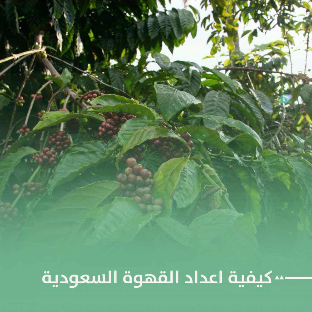 افضل قهوة سعودية جاهزة