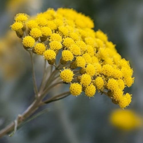 بذور زهرة الخلود - هليكريزم ( Helichrysum spp )