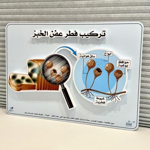 لوحة مجسمة ( تركيب فطر عفن الخبز )