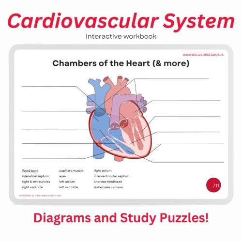 Cardiovascular system work sheet