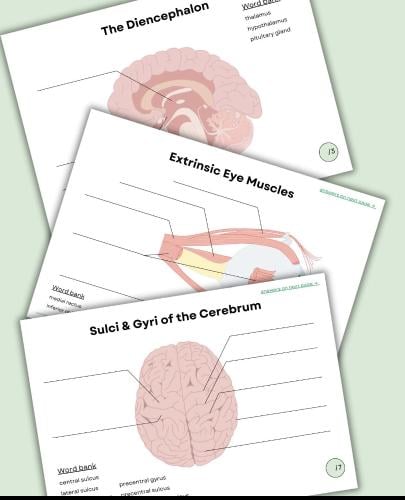 Nervous system worksheets ورقة عمل الجهاز العصبي