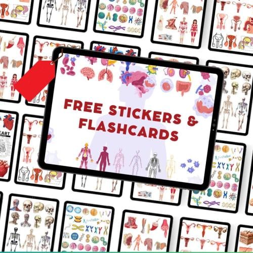 ملصقات تشريح -anatomy stickers