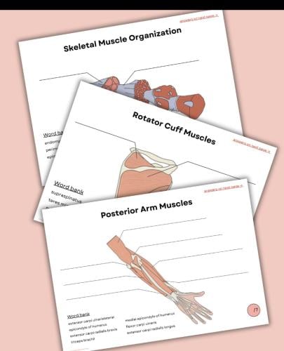 Muscular system worksheets الجهاز العضلي مع اختبار