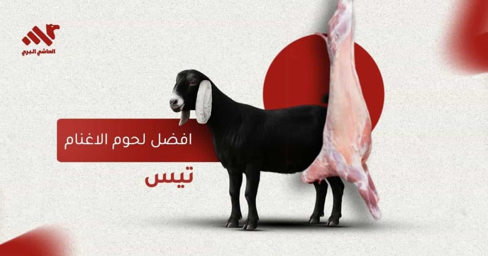 أفضل لحوم الأغنام طراوة ونكهة طبيعية وقيمة غذائية عالية