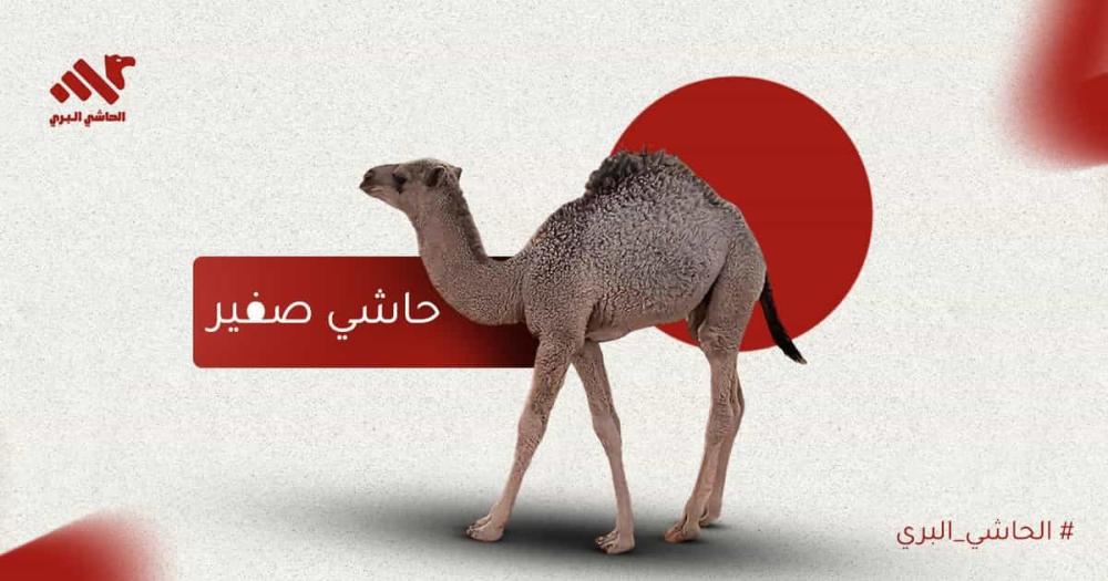 حاشي صغير لحم طري بطعم متوازن ونكهة عربية أصيلة