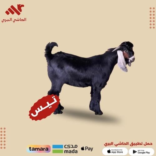 تيس بلدي