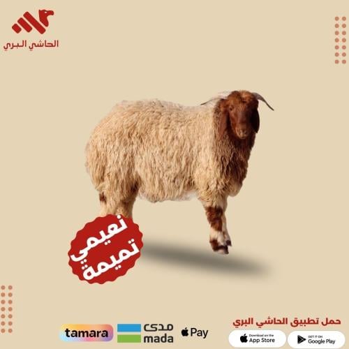 نعيمي بلدي -العقيقة ( التميمة )