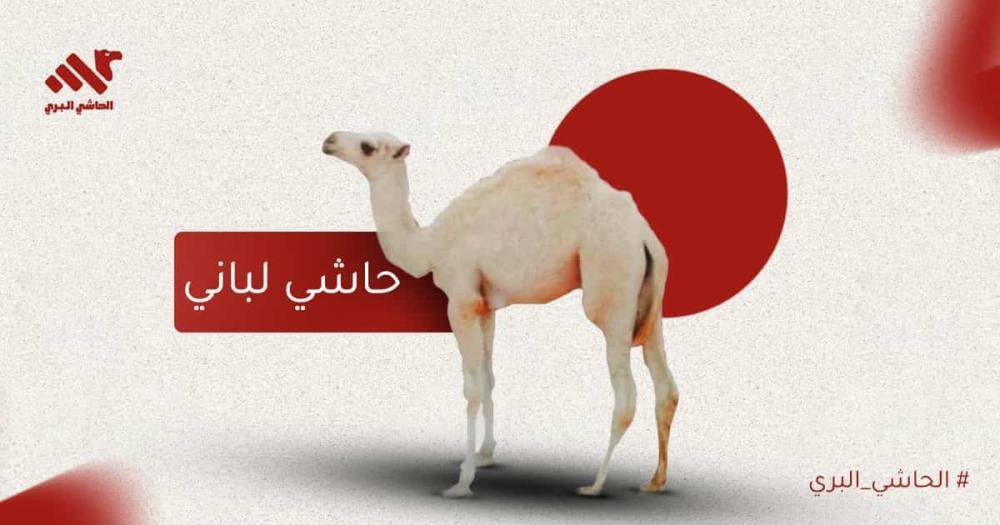 حاشي لباني لحم ناعم بطعم أصيل وجودة عالية من صغارالإبل