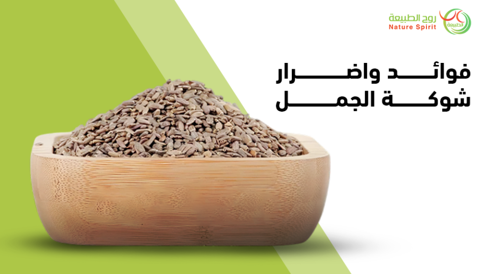 فوائد واضرار شوكة الجمل