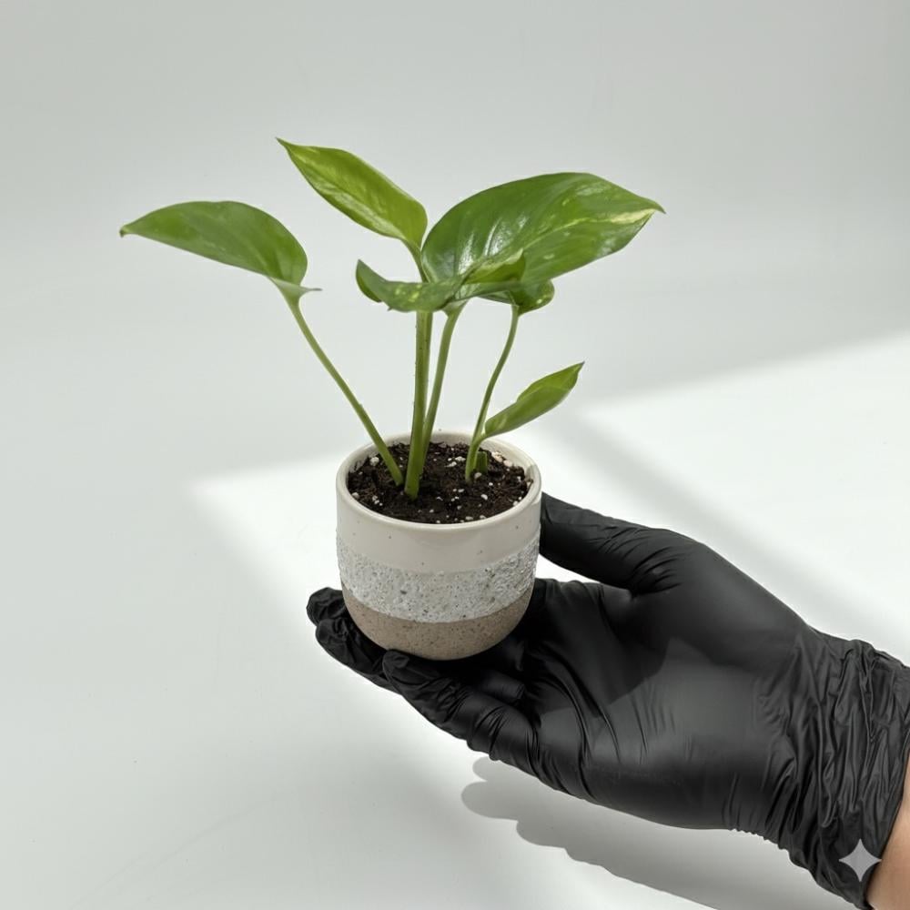 النباتات تسبب الاختناق وقت النوم !!!!