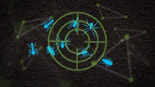 كرتون تانديم زي سي 250 ملل