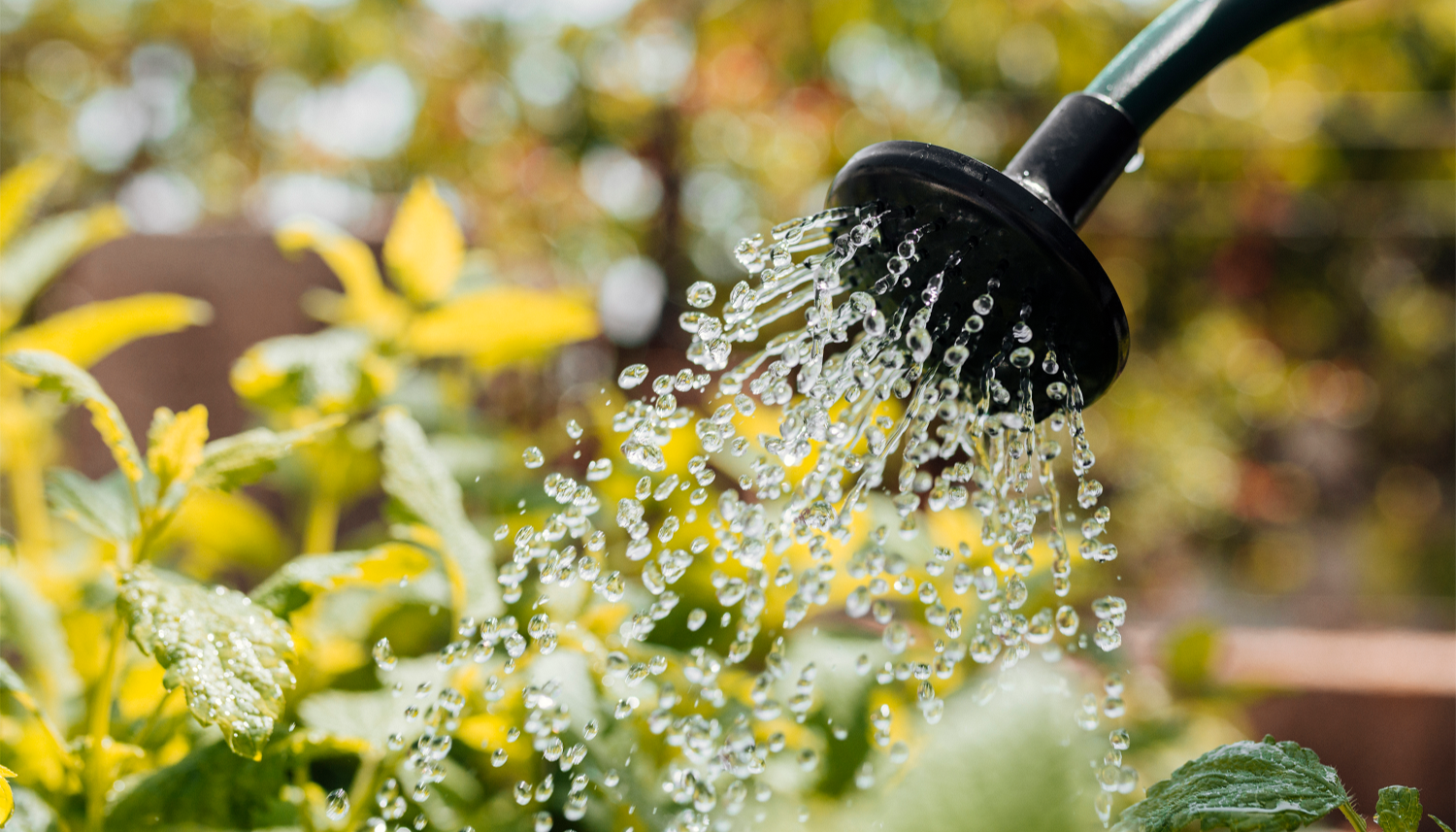 Watering the plants. Полив цветка. День поливания цветов. Полив гвоздики. Полив многолетников.