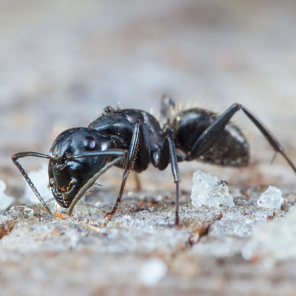كيفية القضاء على النمل الأسود ؟