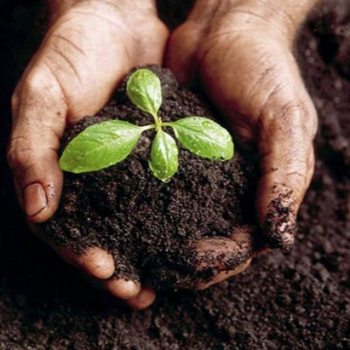 سماد حيواني عضوي كيس 3ك