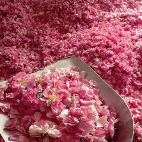 زيت عطري ورد طائفي