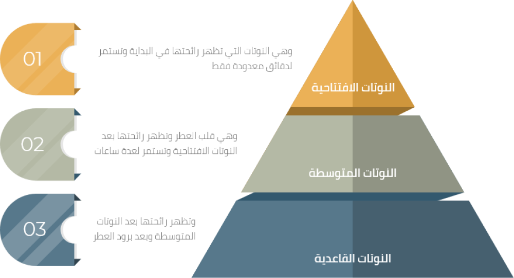 فهم مكونات العطور: ماذا تعني النوتات العليا والوسطى والقاعدية؟
