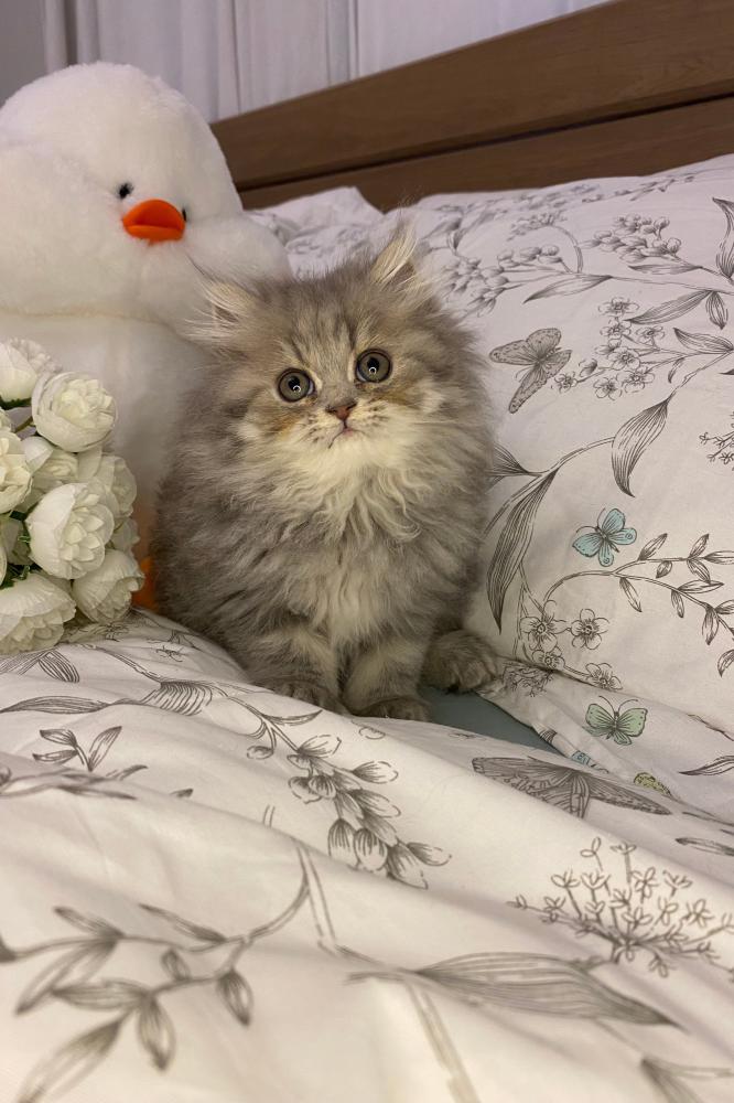 انثى مون فيس