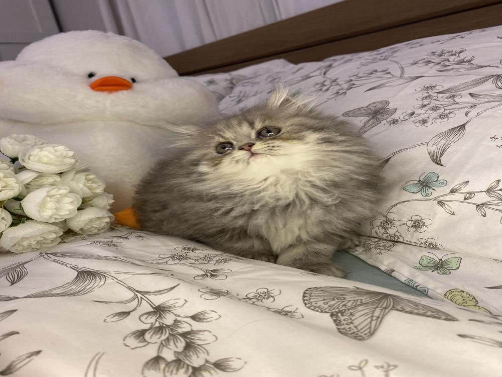 انثى مون فيس