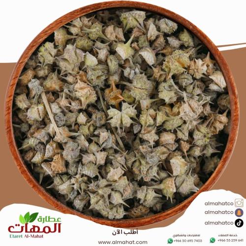 عشبة شوك الجمل