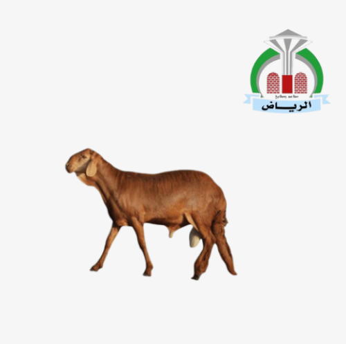 سواكني صغير