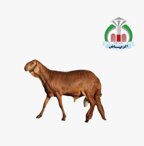 سواكني وسط