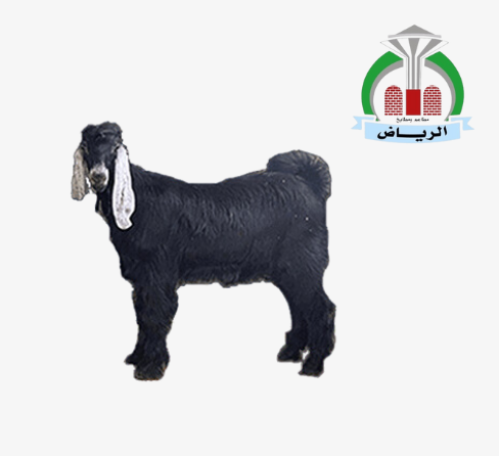تيس كبير