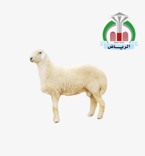 طلي حري كبير