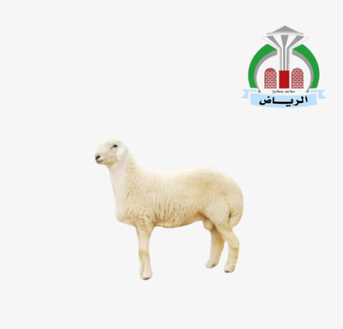 طلي حري وسط