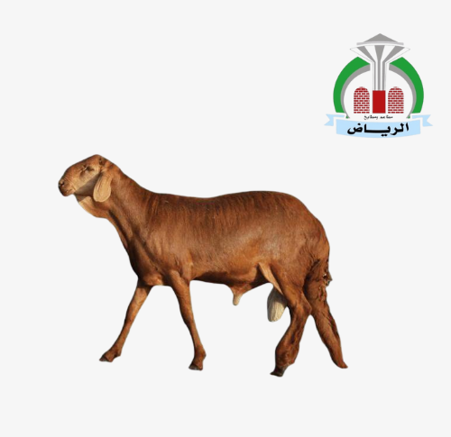 سواكني كبير